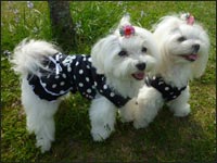 �̂�����񁕂�񂿂��