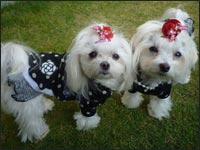 �̂�����񁕂�񂿂��