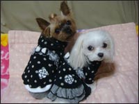 Lion�N��Alice�����