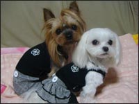 Lion�N��Alice�����