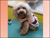 �V�[�^�����