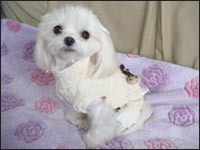 Alice�����