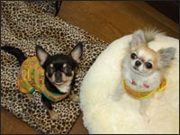 �A�����N���~���g�����