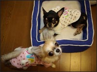 �~���g����񁕃A�����N