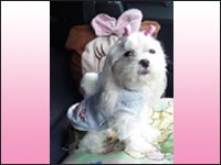 �A���T�����