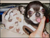 �{�j�[�g�N