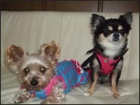 �V���R���N���Ց��Y�N