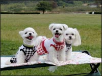 KAI�N��RIKA�����RIKU����