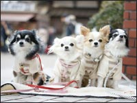 ���邿��񁕓�t����񁕂ɂ��N���r�r�N