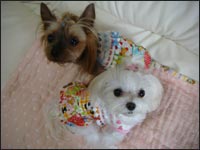 Lion�N��Alice�����