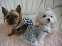 Lion�N��Alice�����