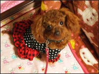 ��˂����