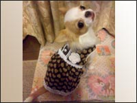 ���C�����