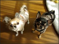 �A�����N���~���g�����