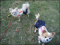 �ق̂�����񁕂肱�����