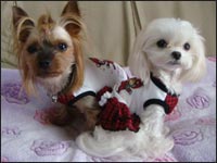 Lion�N��Alice�����