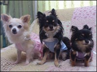 �͂Ȃ���񁕃����N���}���������