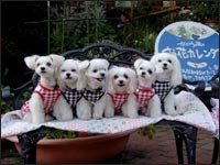 MOCA�����RIKU����KAI�N��MELL�����RIKA�����SORA�N