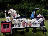 SAM��ƂƂ��F�B