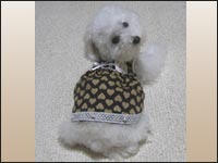 ����䂫����