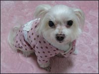 �A���X�����