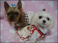 Lion�N��Alice�����