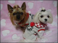 Lion�N��Alice�����