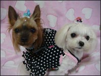 Lion�N��Alice�����