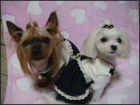 Lion�N��Alice�����