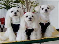 SORA�N��MELL�����MOCA�����