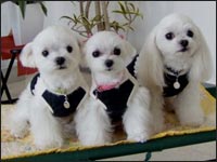 KAI�N��RIKA�����RIKU����