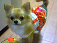 S�l����킿���