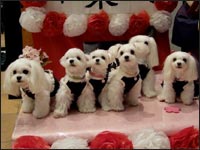 RIKU����KAI�N��RIKA�����MOCA�����SORA�N��MELL�����