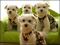 �j���E�l�M�E�i�X�E�E�j�����