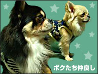 �r�b�V������E�{�������