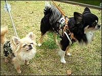 �r�b�V������E�{������