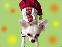 CAROL�����