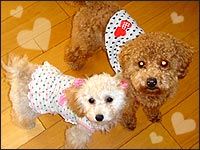 �`�b�v����E�t���������