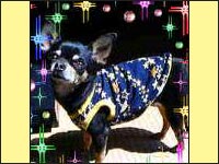 �`�b�v�����