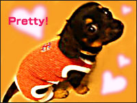 �����₿���