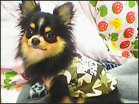 �W�����A�����