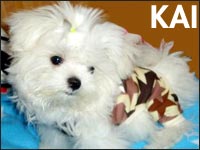 KAI����