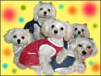 �T�}���`�[�Y�l