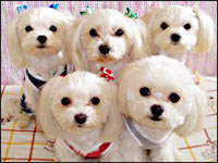 �T�}���`�[�Y�l