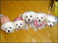 �T�}���`�[�Y�l