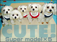 SAM�N�ESORA�N�ERIKU�N�EMELL�����EMOCA�����