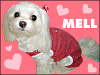 MELL�����