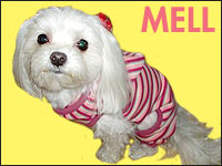 MELL�����