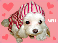 MELL�����