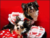 ���r������񁕃V���f�B�[�����